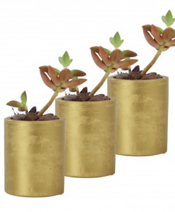 Mini Çiçek Saksı Küçük Sukulent Altın Kaktüs Saksısı 3'lü Set Düz Yuvarlak Model
